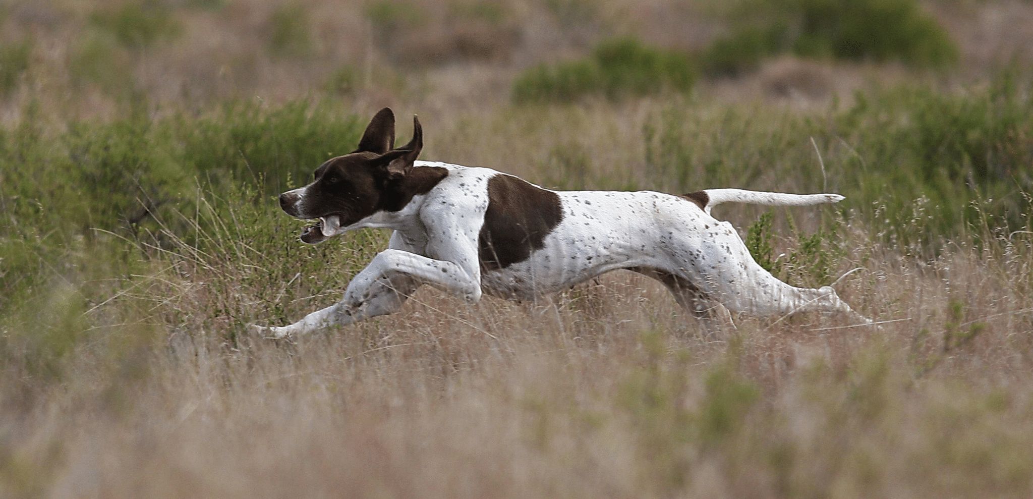 Owning a Pointer