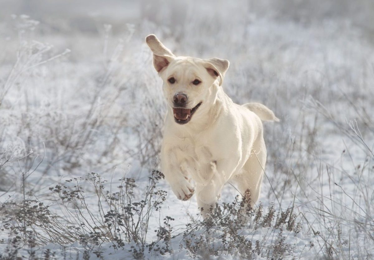 The Versatility of Retrieving Gun Dogs