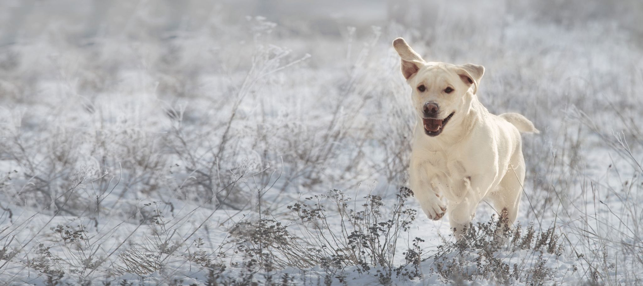 The Versatility of Retrieving Gun Dogs