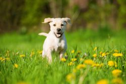 Gun Dog Health and Nutrition