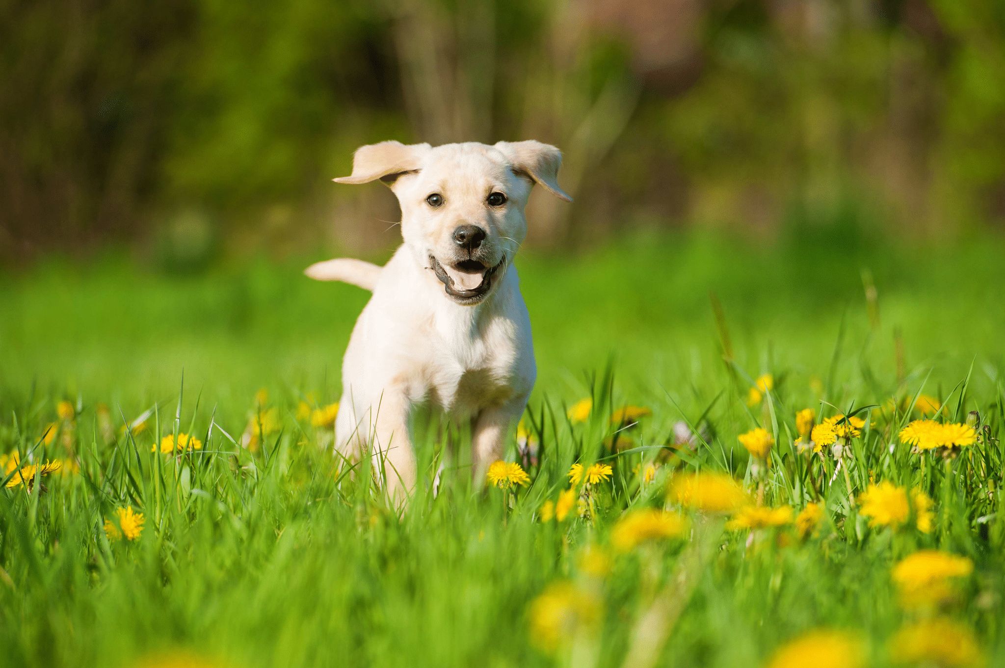 Gun Dog Health and Nutrition