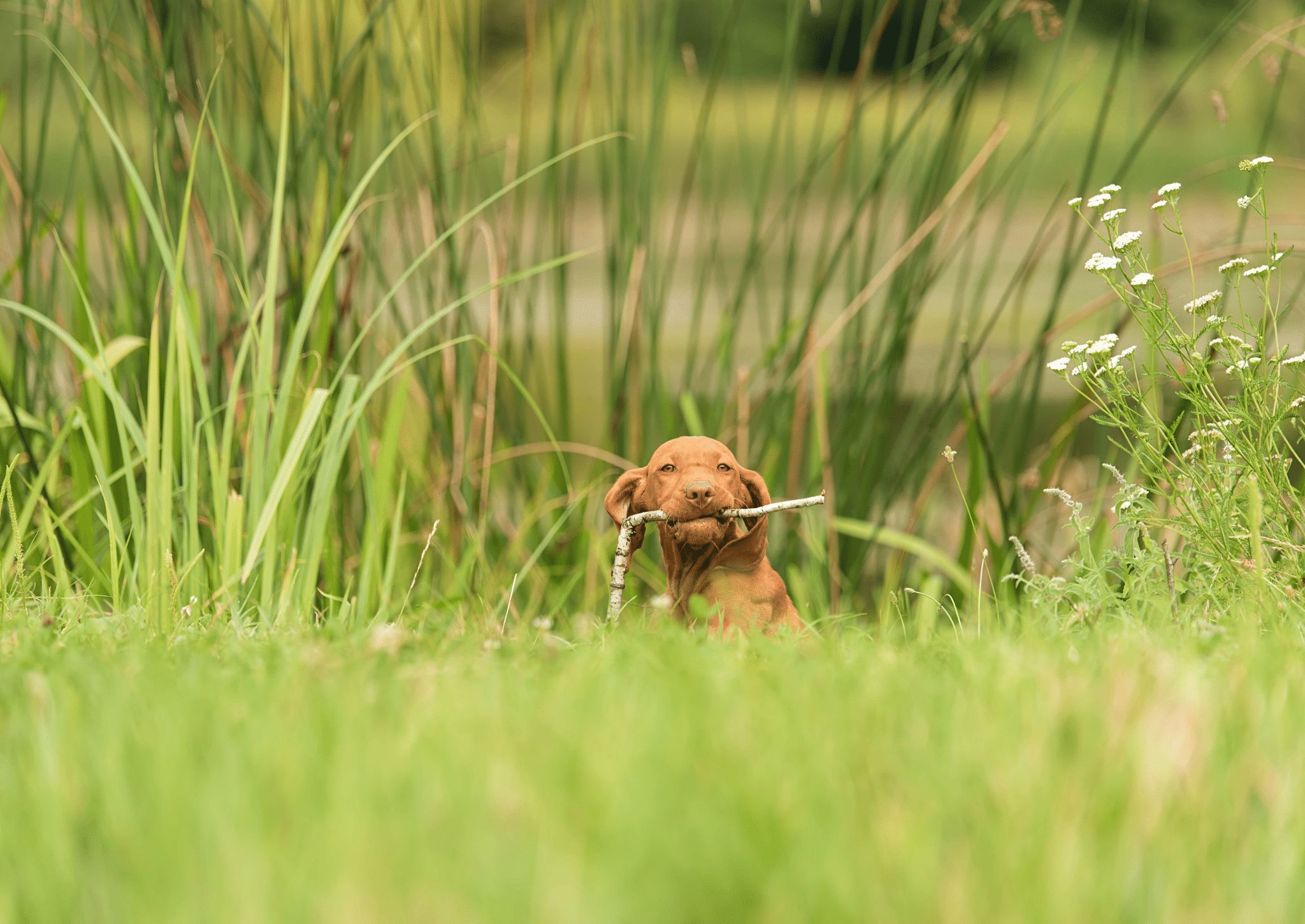 Engage and Entertain your Gun Dog