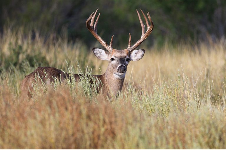 Creating a Multi Species Food Plot