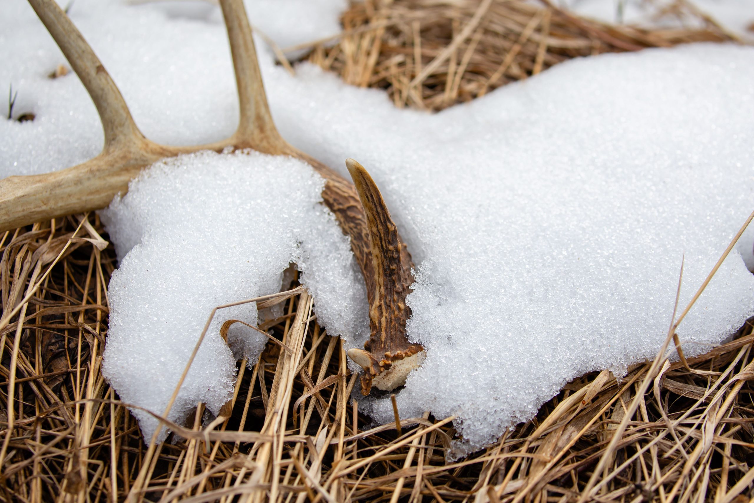 Public Land Shed Hunting Strategies