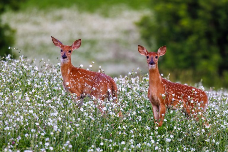 Planning Your Deer Food Plot