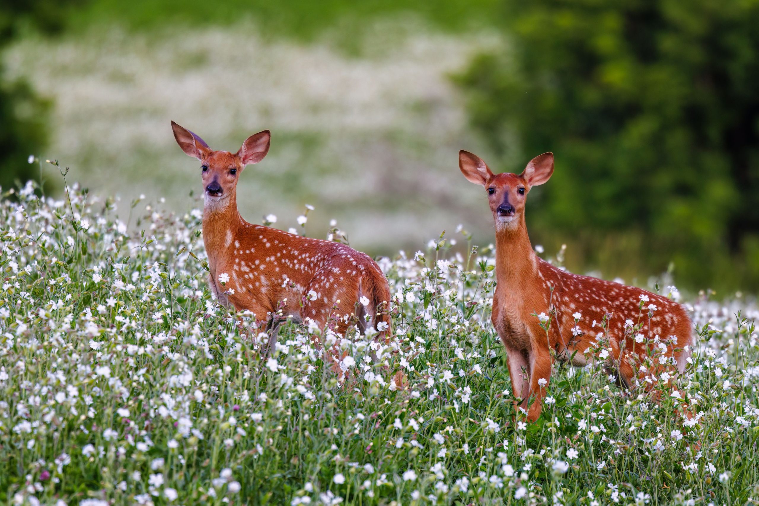 Planning Your Deer Food Plot