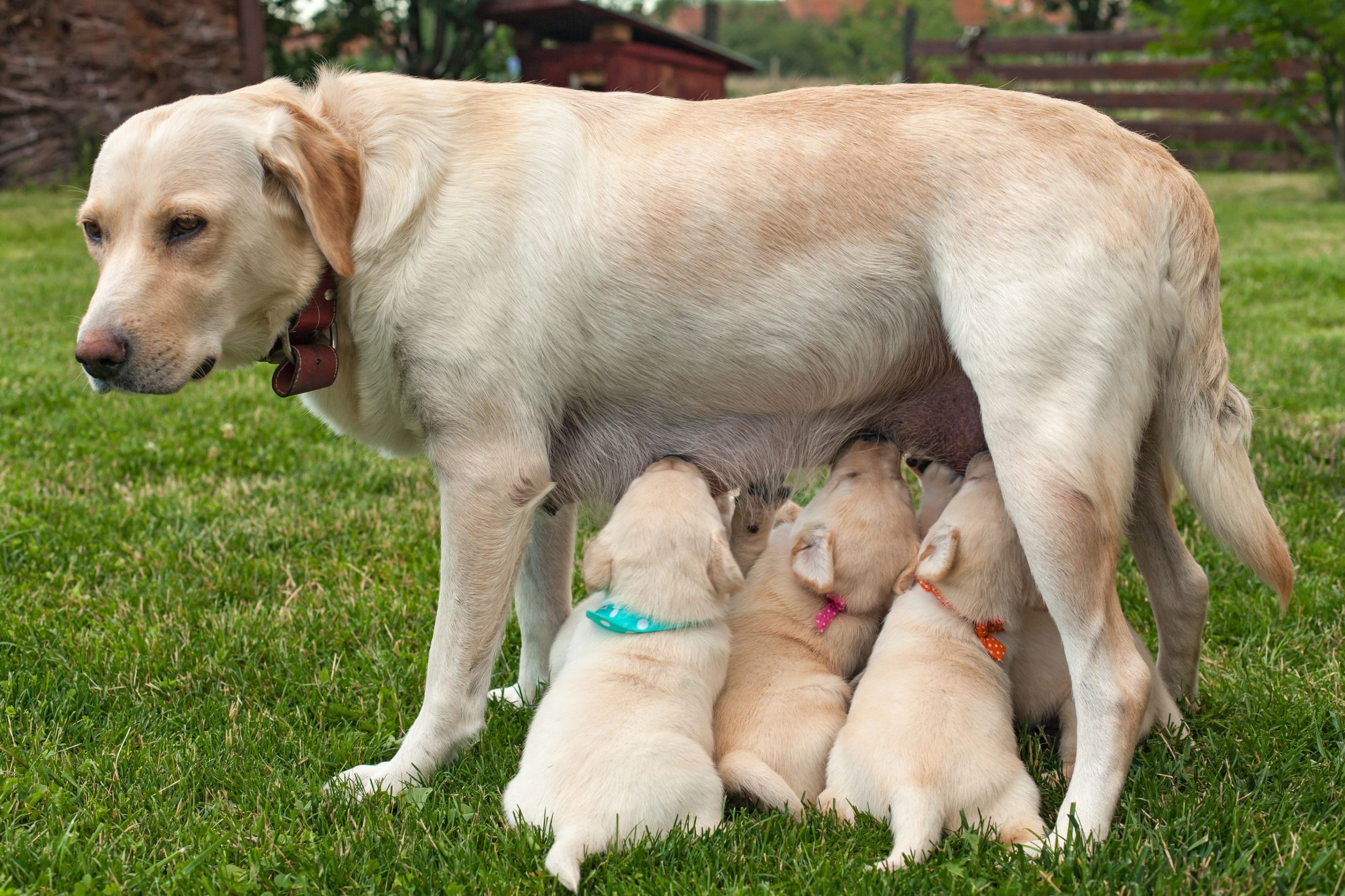 Puppy Nutrition