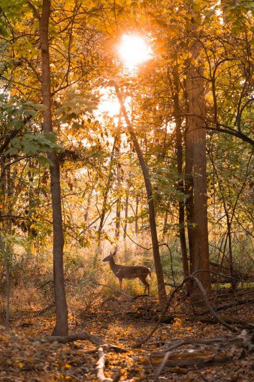 Summer Hunter's Checklist Timber Stand Improvement