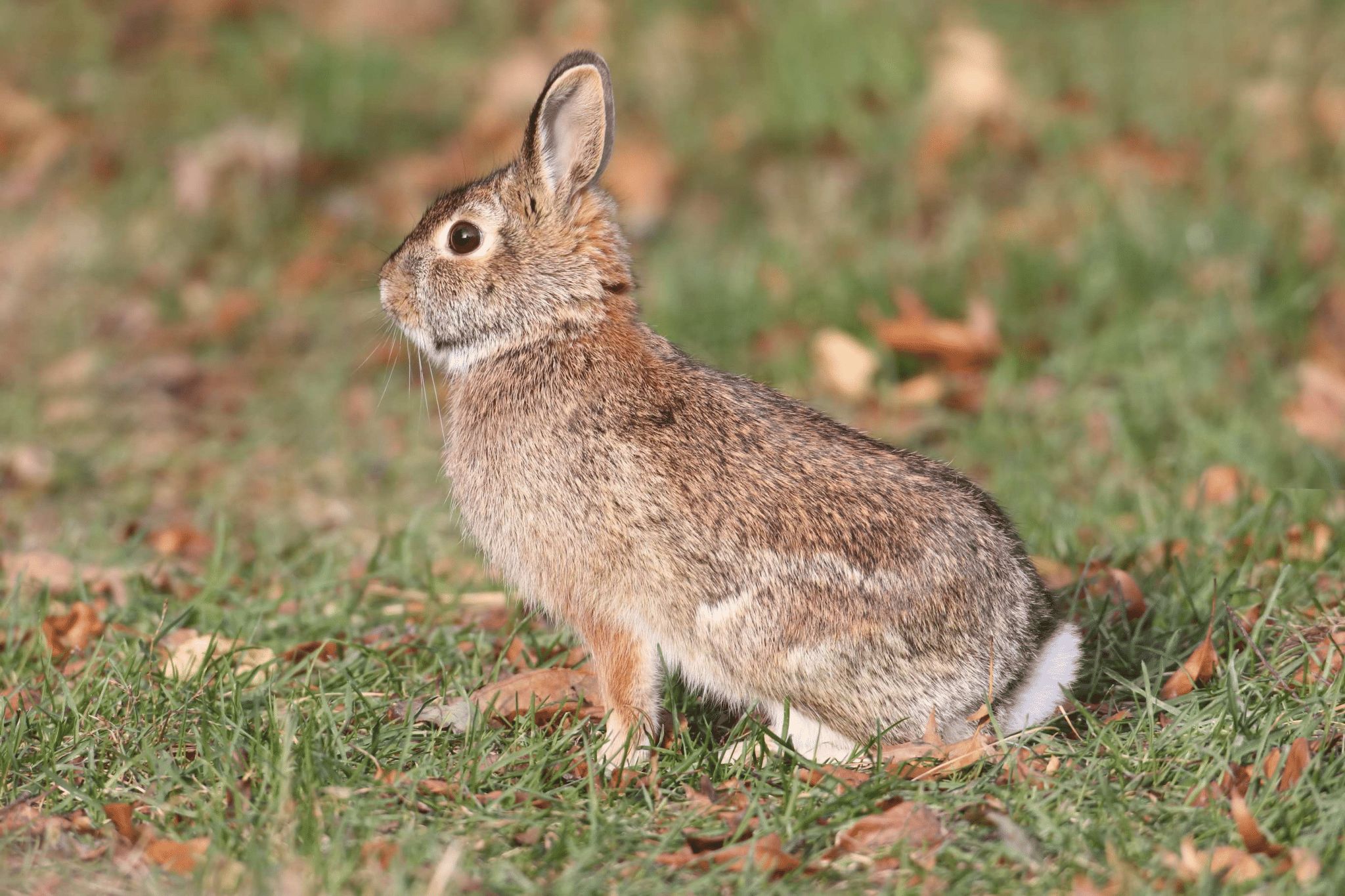 Calling all Rabbit Hunters