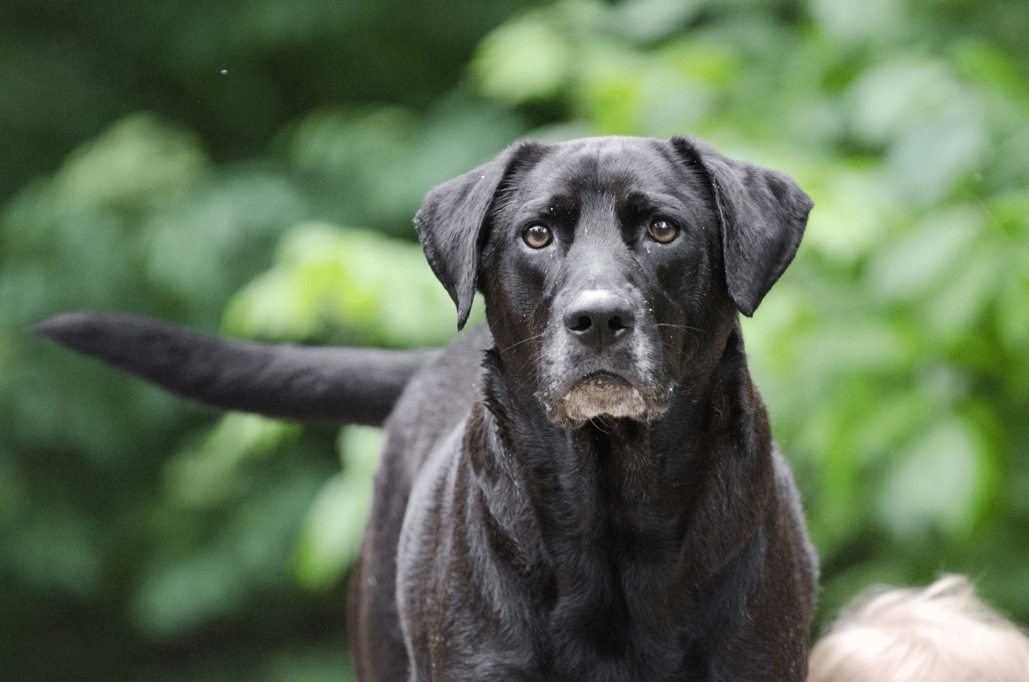 Keeping Older Dogs in the Field