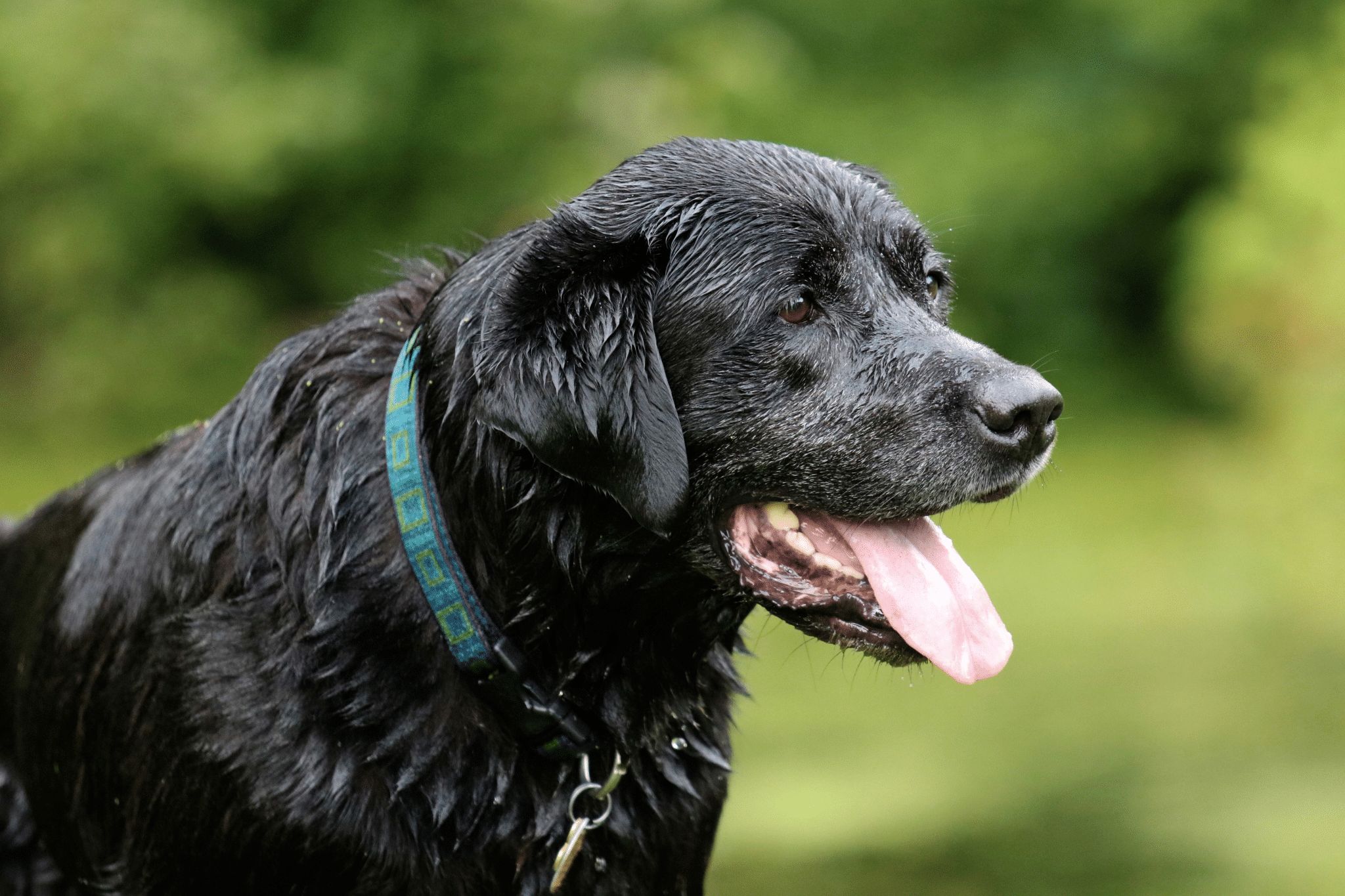 Combating Heat Stress in Dogs