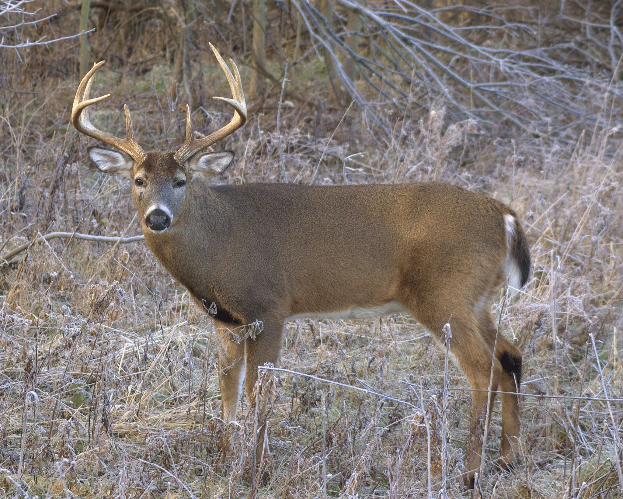 Aging a Whitetail on the Move