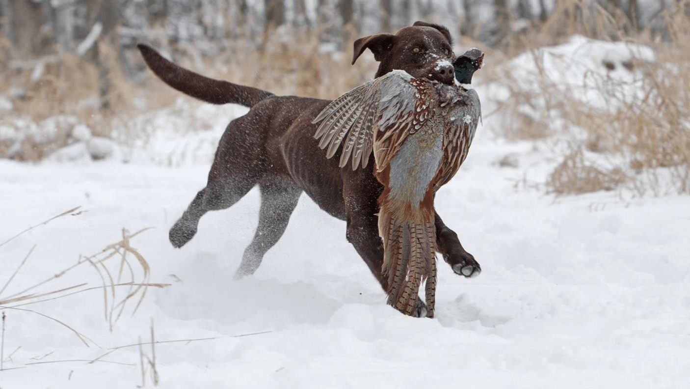 The Basics of Gun Dog Obedience