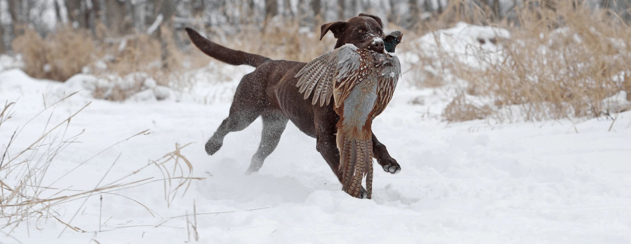 The Basics of Gun Dog Obedience