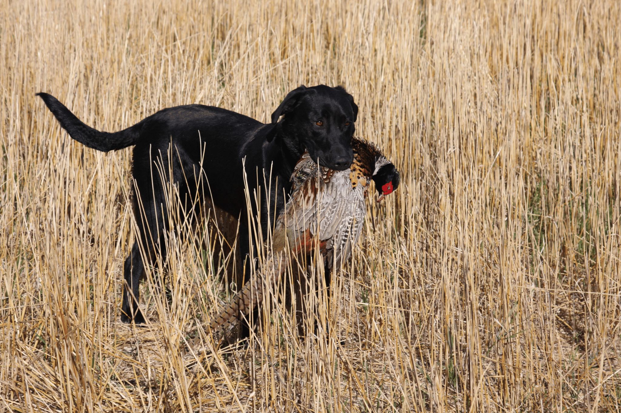 Upland Hunter's Checklist