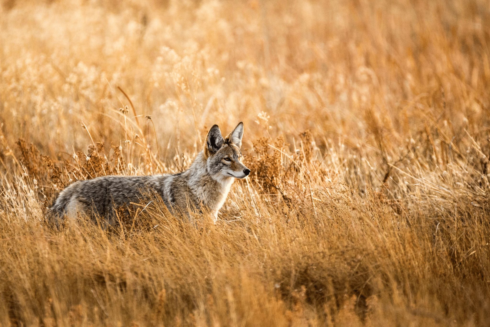 Calling Coyotes and Bobcats in Iowa
