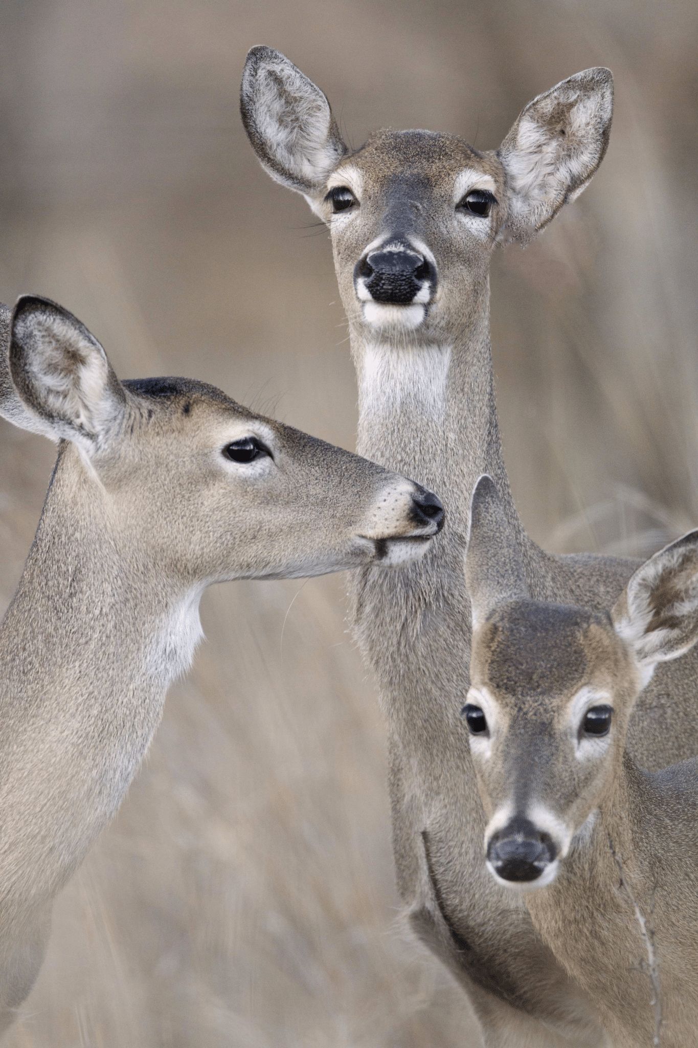 Doe Harvest Timing