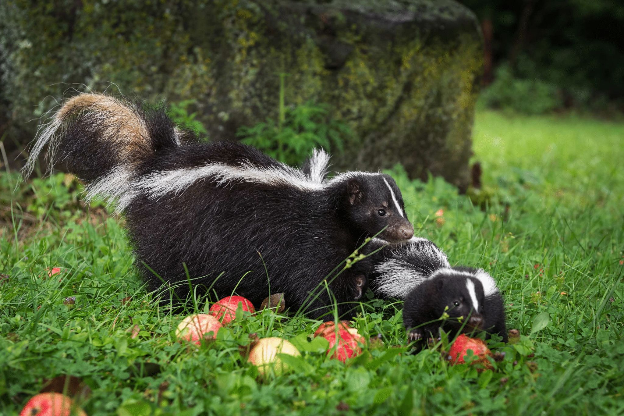 What to do When Skunks Spray