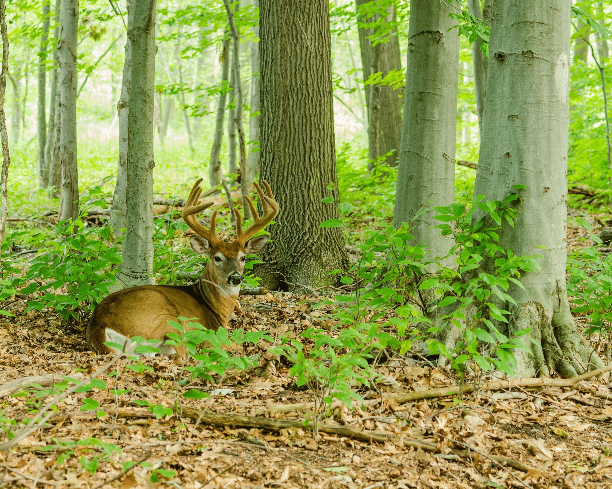 Finding the Perfect Public Deer Hunting Spot
