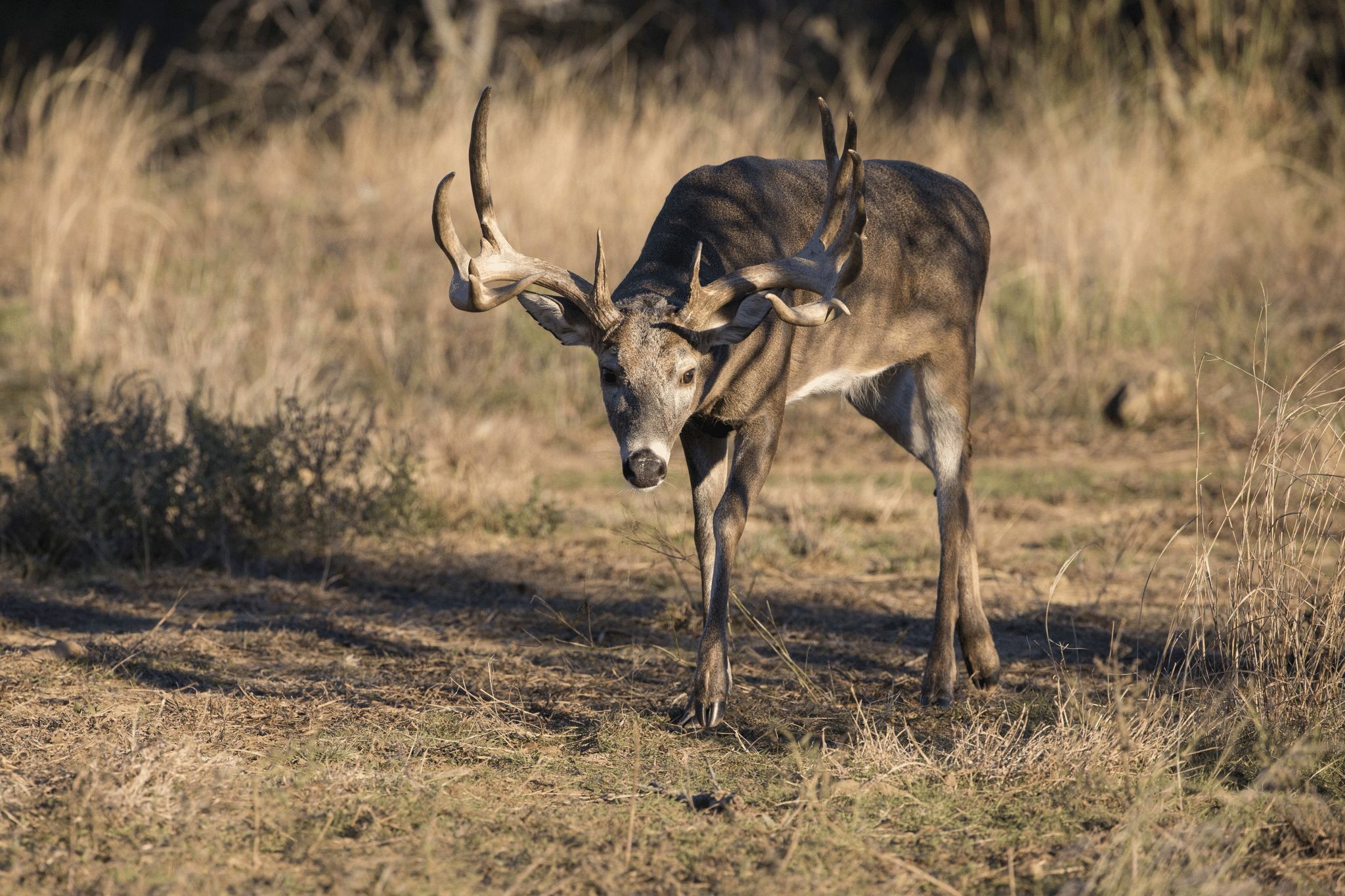 Top 15 Big Buck Counties
