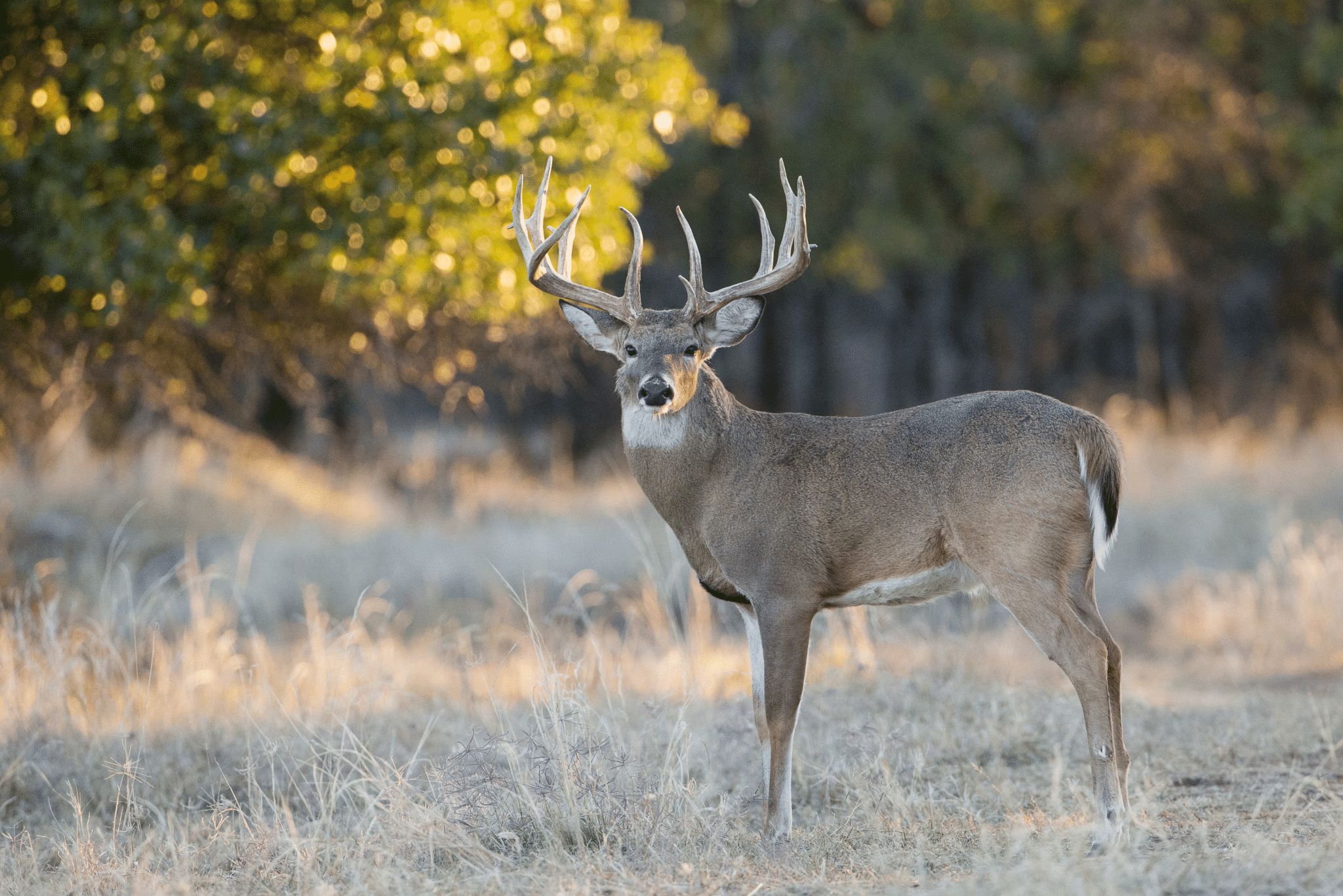 Rut Essentials for Long Sits