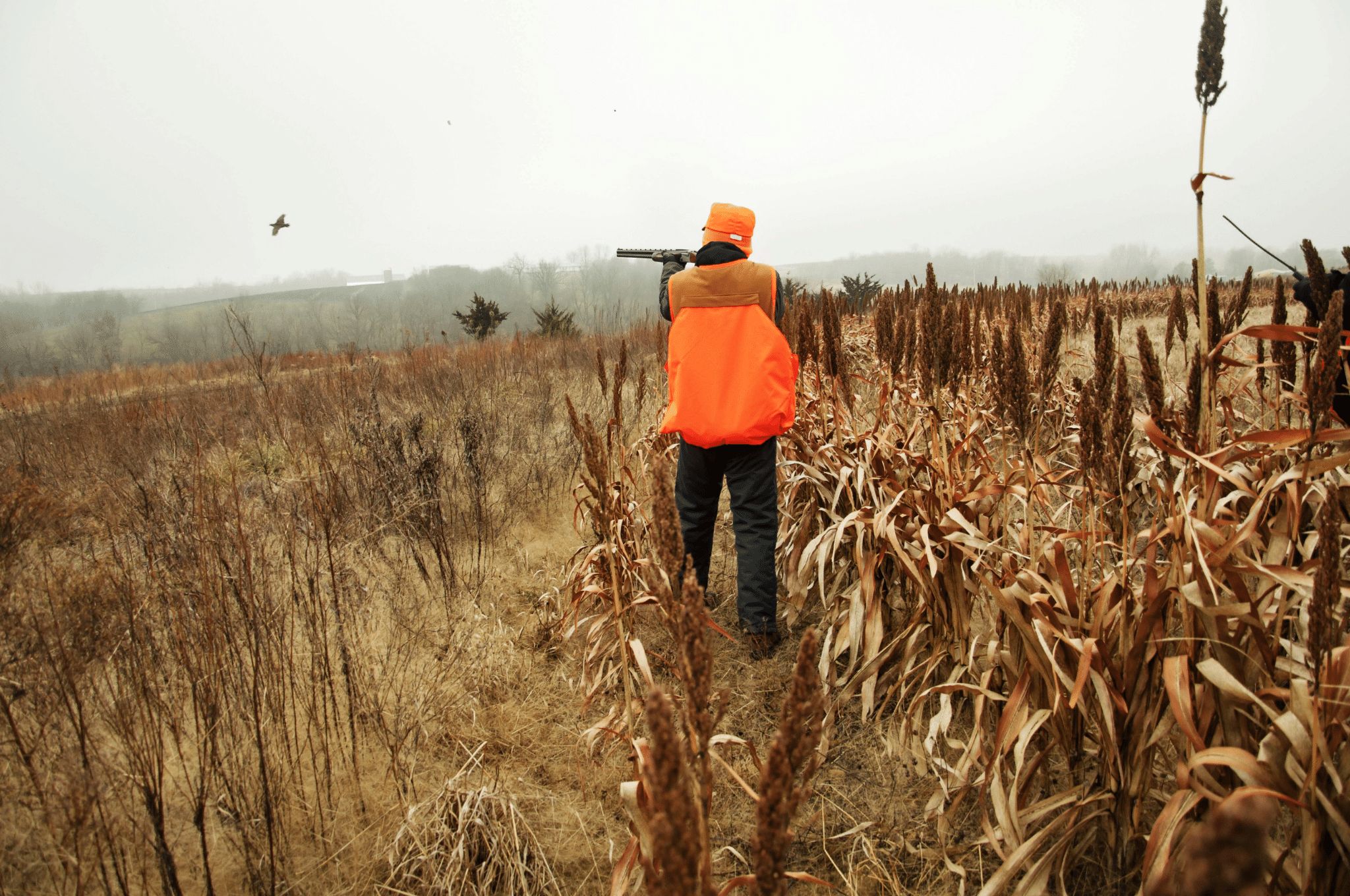 Selecting Loads for Pheasant Season
