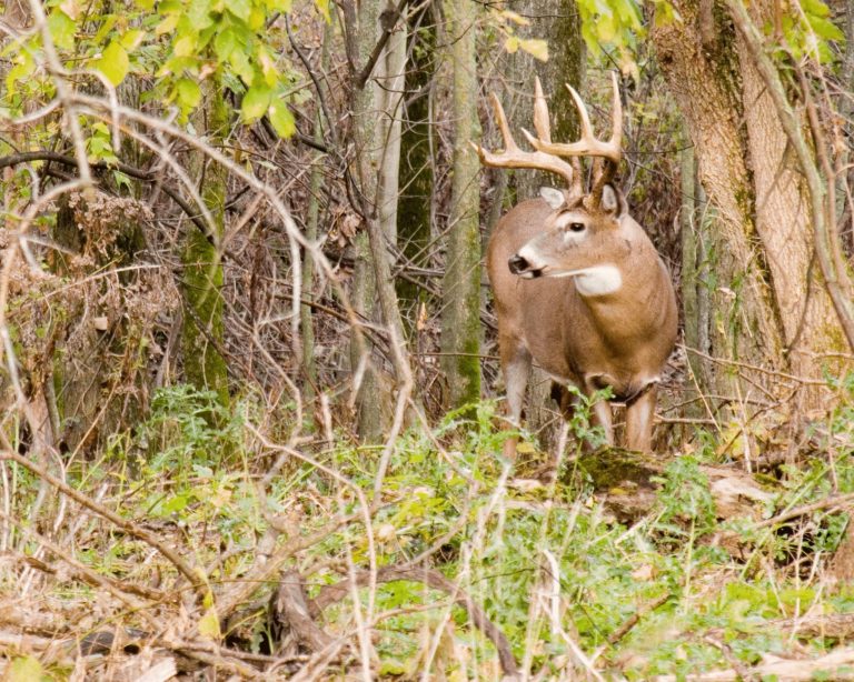 Planning a Switchgrass Planting Gathering Summer Intel for Fall Bowhunting
