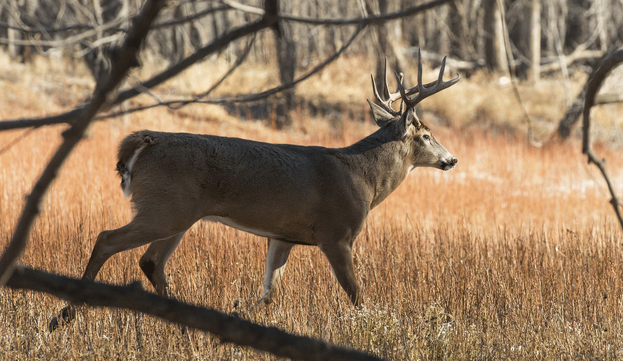 Using Scents and Calls for Whitetail