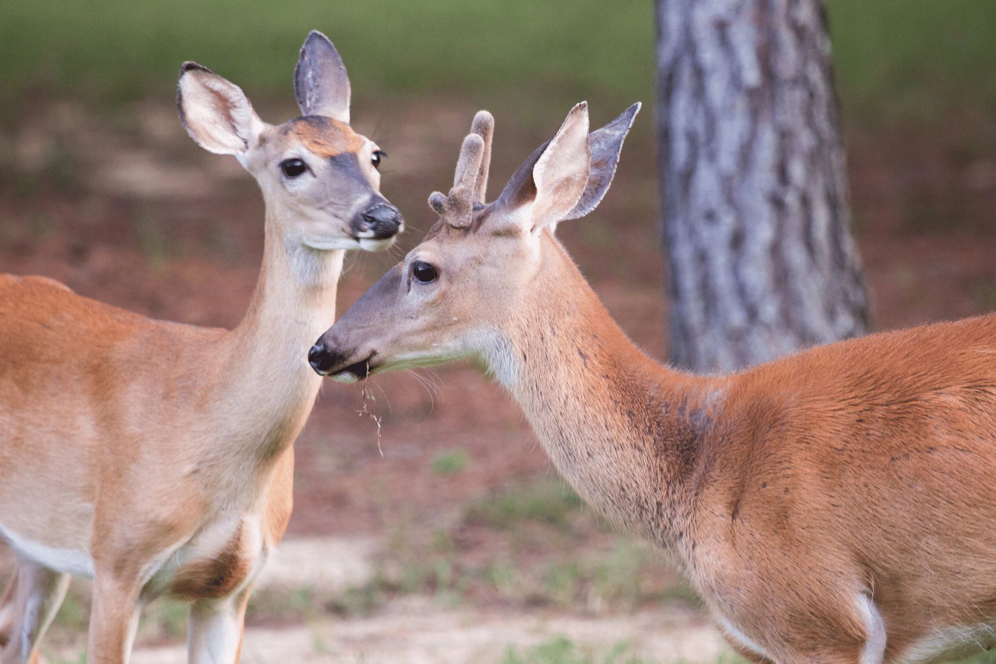 The Best Locations for Food Plots