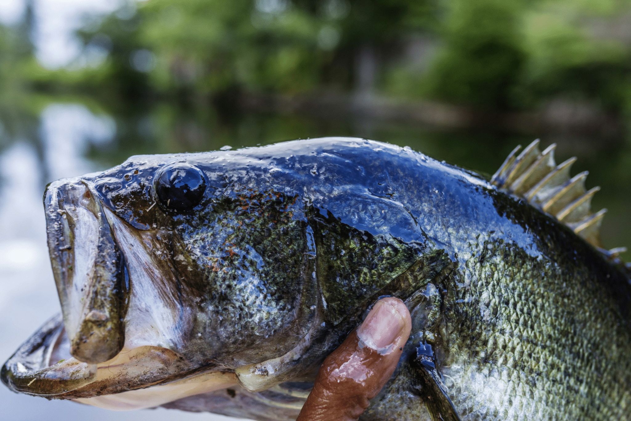 Fall Bass Fishing Tactics