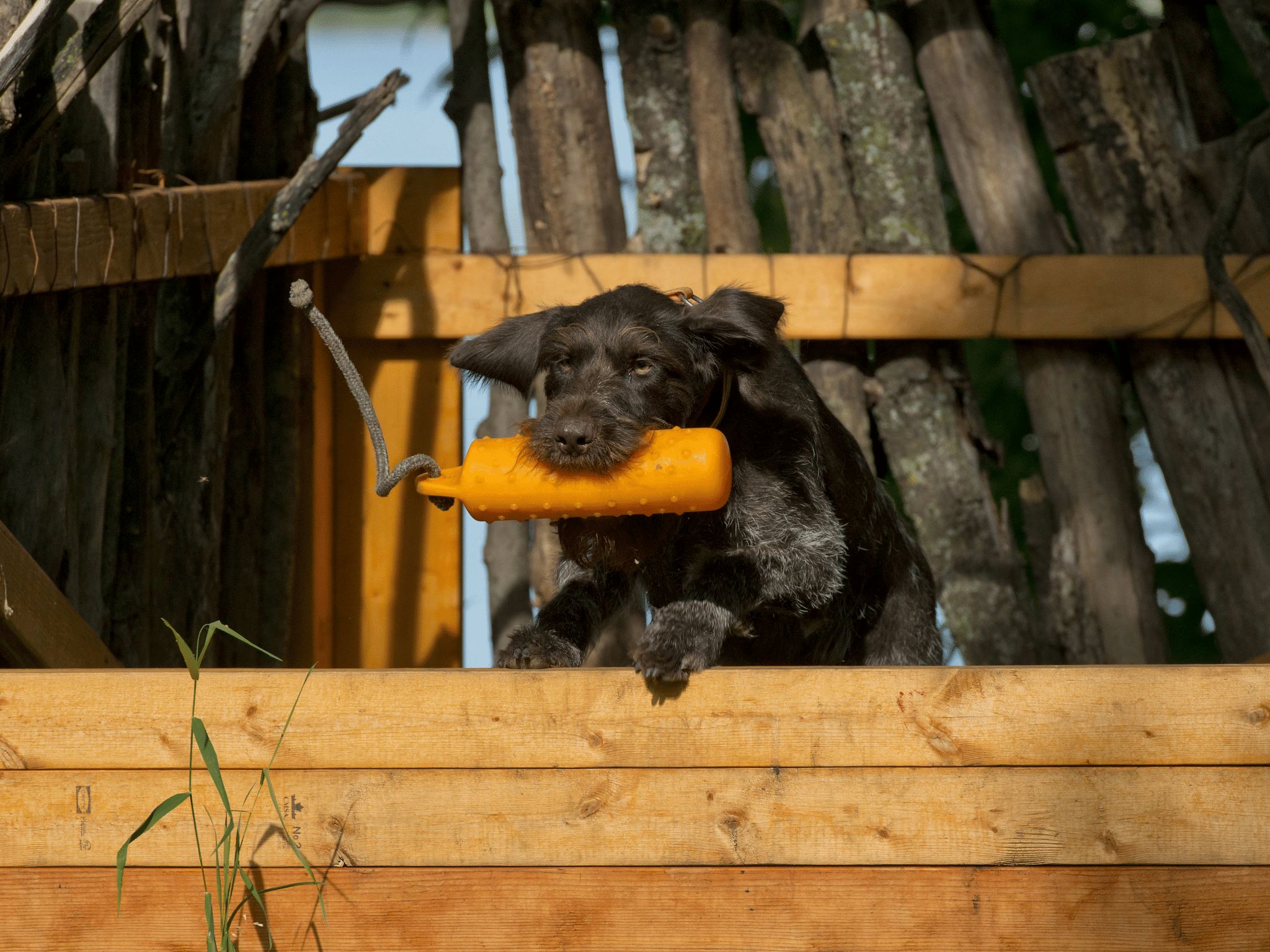 Important Dog Training Gear