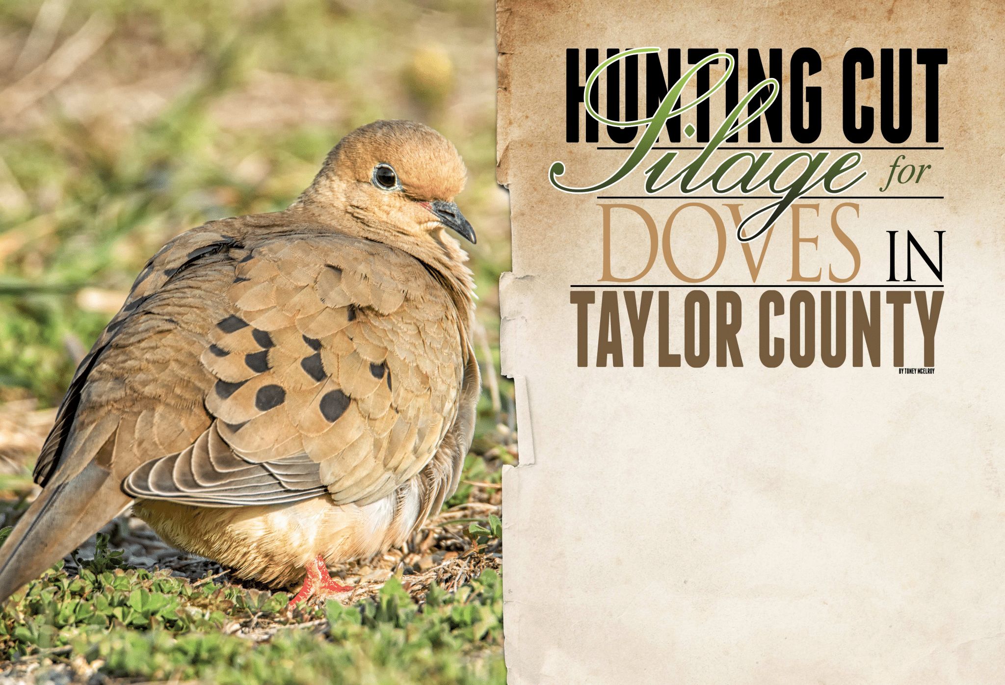 Hunting Cut Silage for Doves in Taylor County