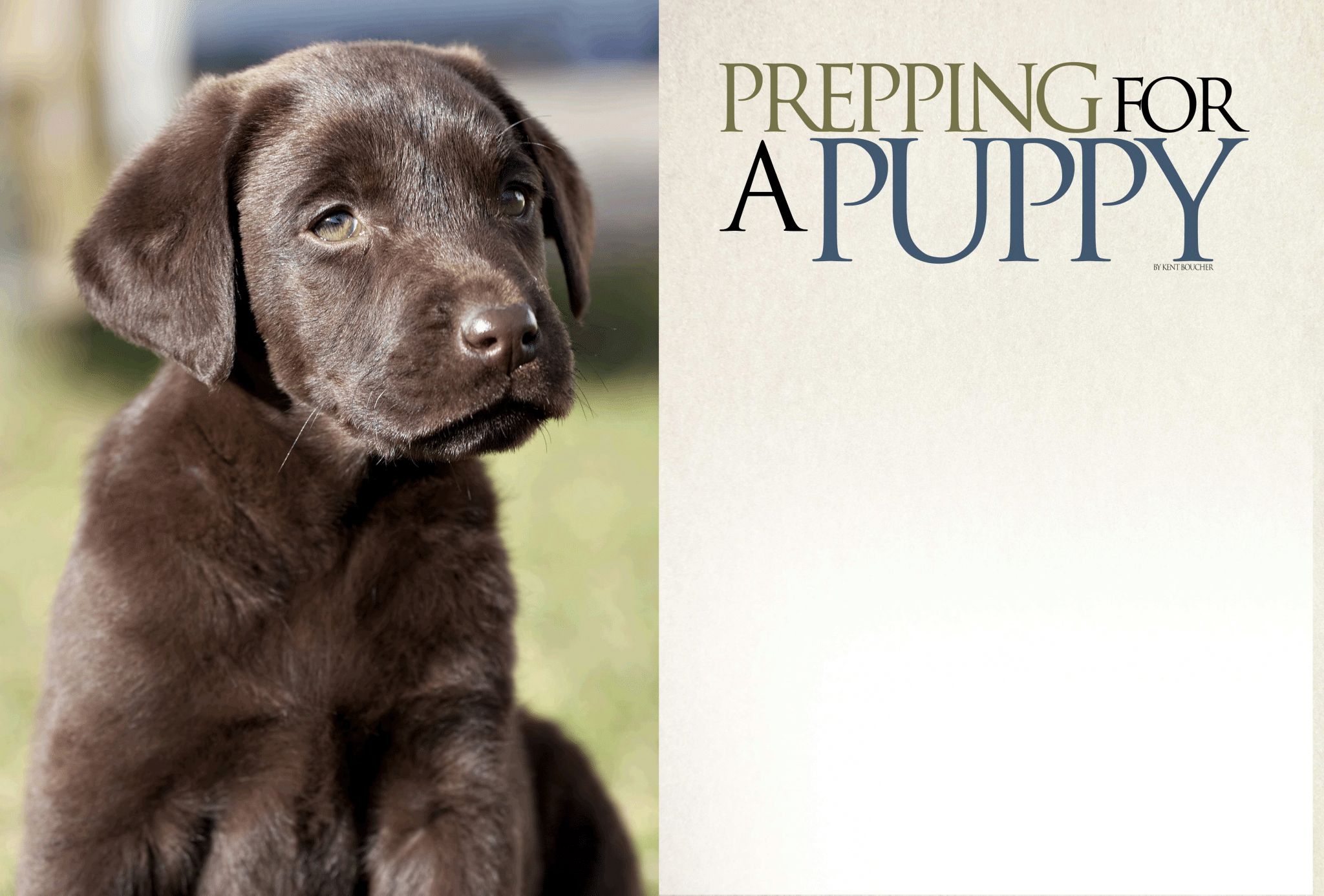 Prepping for a Puppy