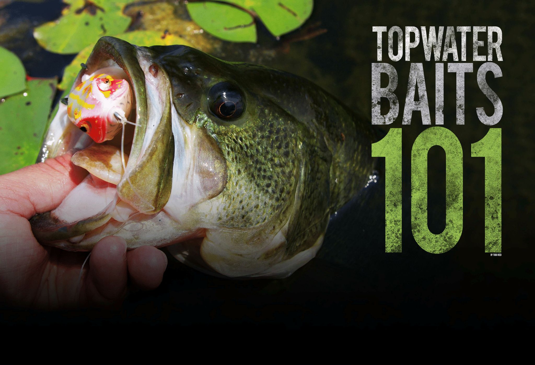 Topwater Baits 101