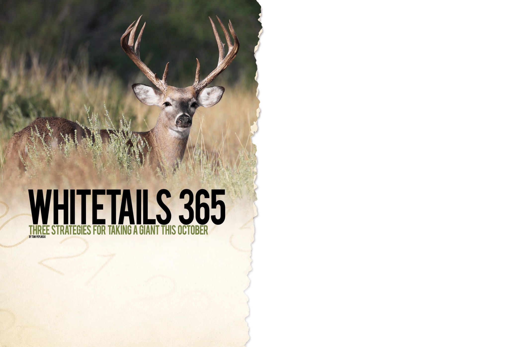 Three Strategies for Whitetail this October
