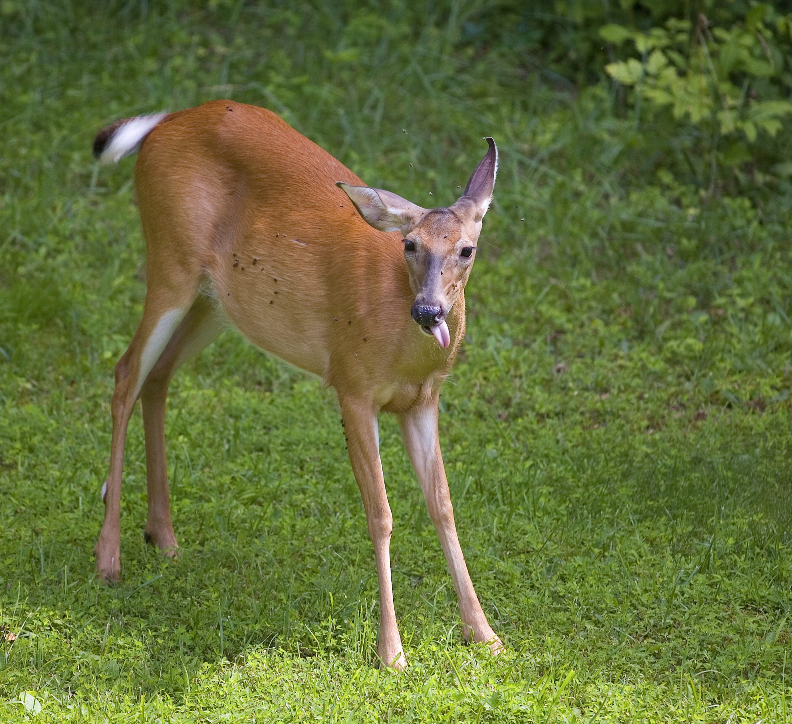 Drought, Deer, and the Looming Threat of EHD