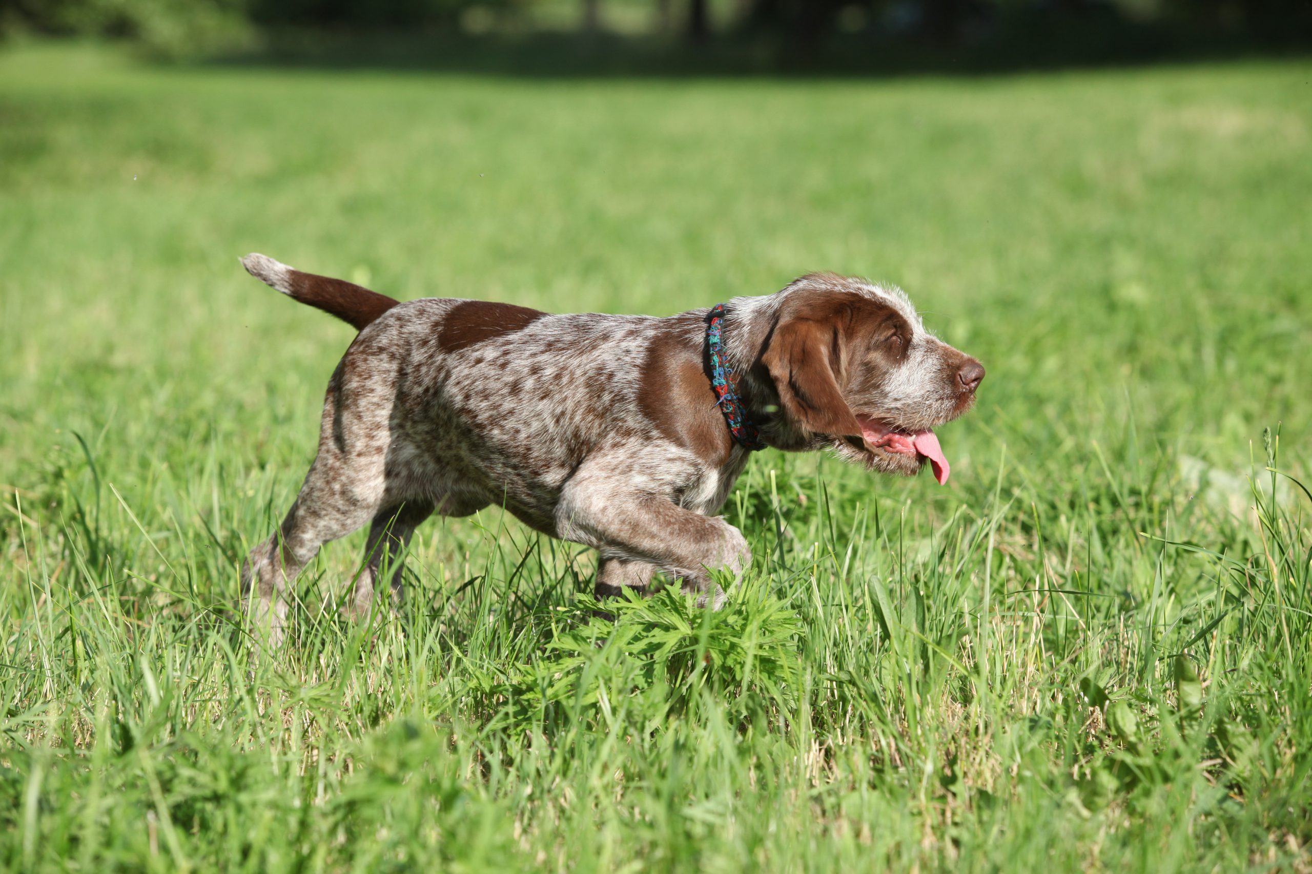 Master These Skills to Improve your Bird Dog