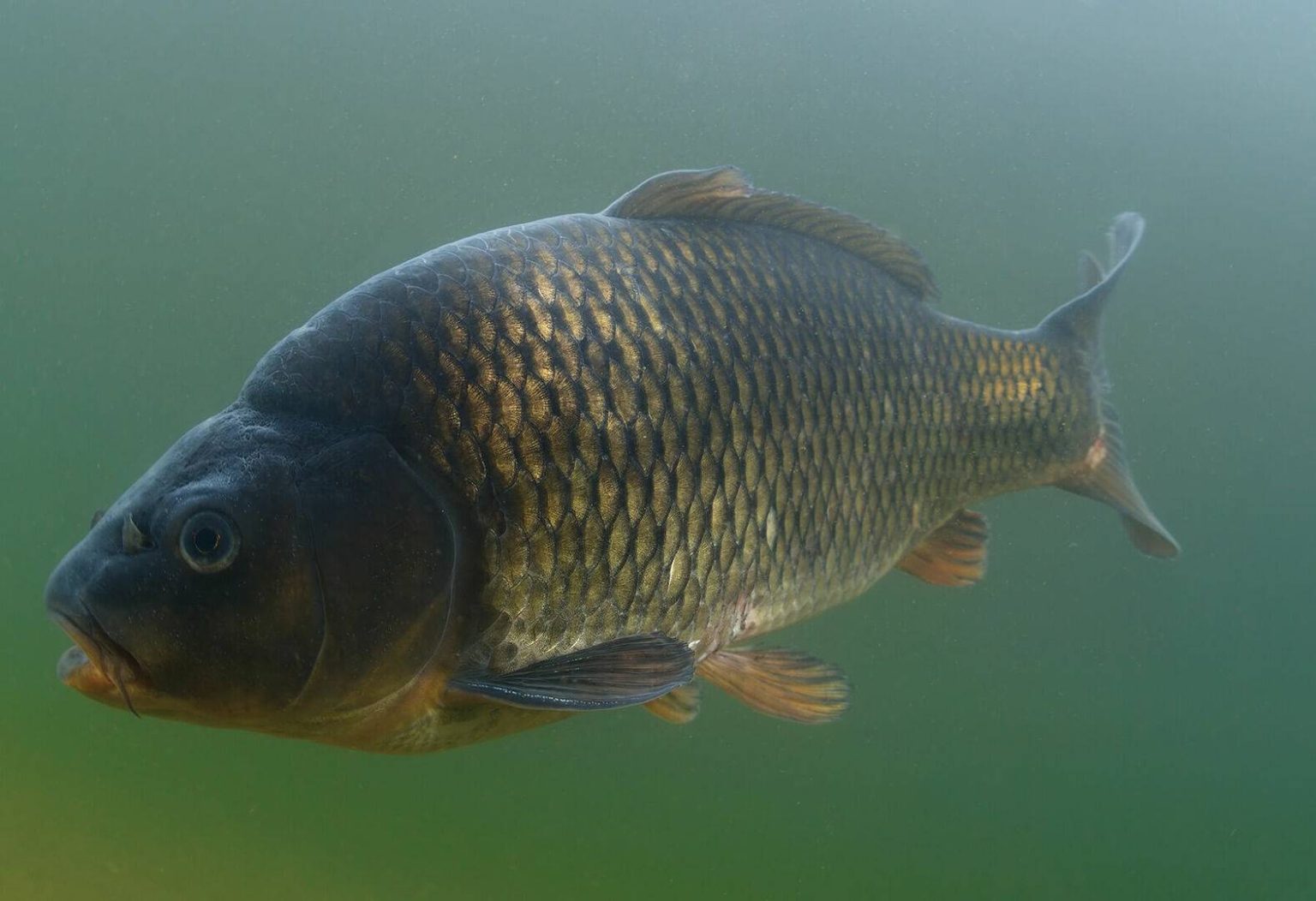 carp