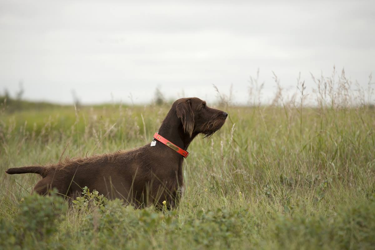 Dove Opener Countdown