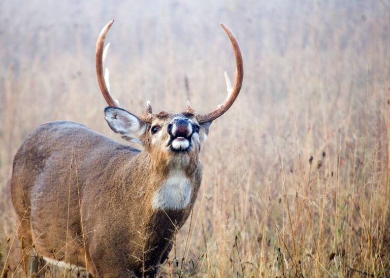 The Triton Buck – a Rut Story 