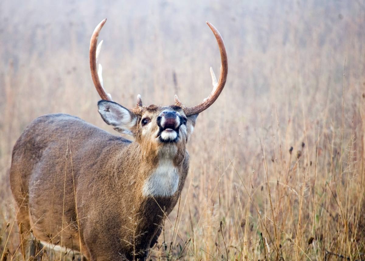 The Triton Buck – a Rut Story