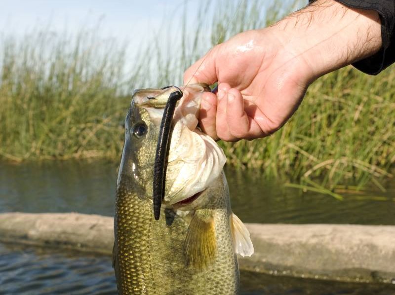 5 Low Tech Hacks for Soft Plastics and Bass