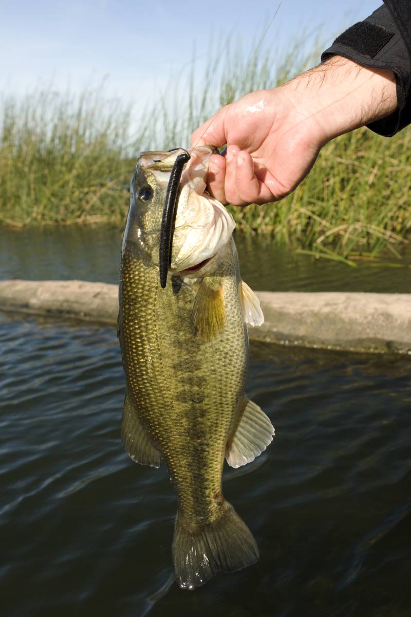 5 Low Tech Hacks for Soft Plastics and Bass