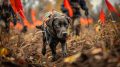 Dominate the Field with Premier Gundog Gear