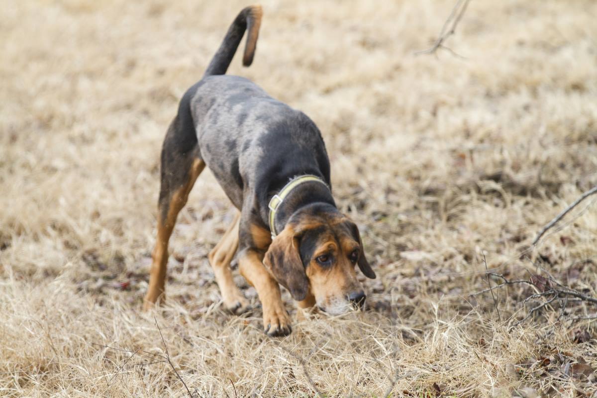 Training Your Dog to Blood-Trail Deer