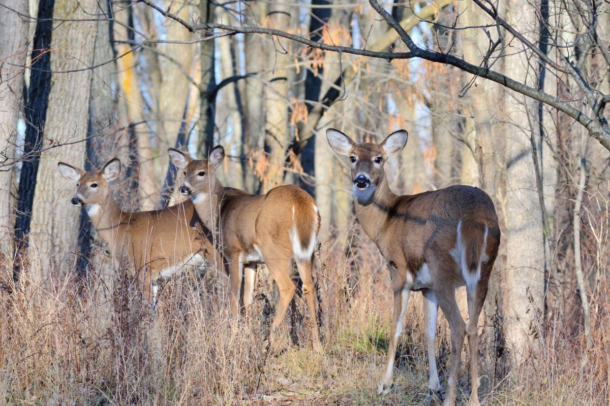 Top 10 Public Land Bowhunting Spots in Iowa