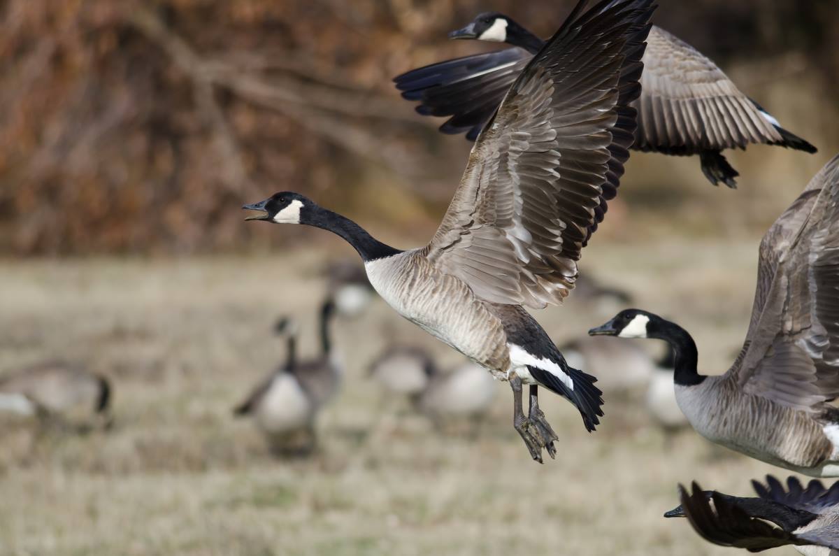 10 Beginner Tips for Hunting Iowa Geese