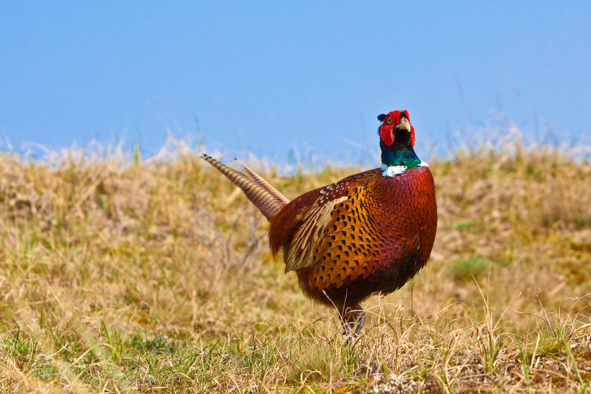 Planning a Week-Long Pheasant Hunting Trip