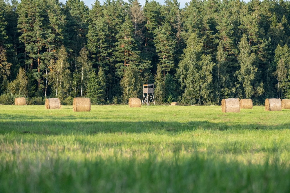 Hunting Equipment on Budget