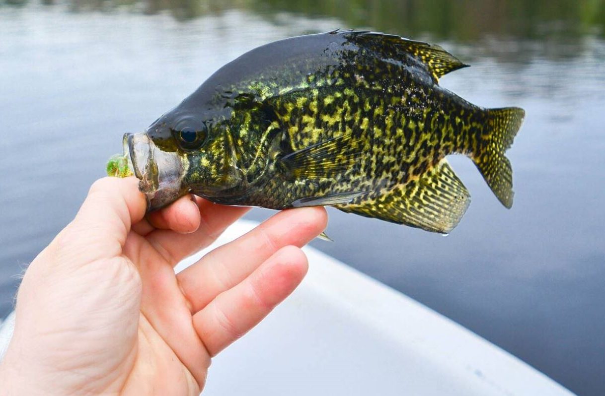Cover Ground To Catch Perch